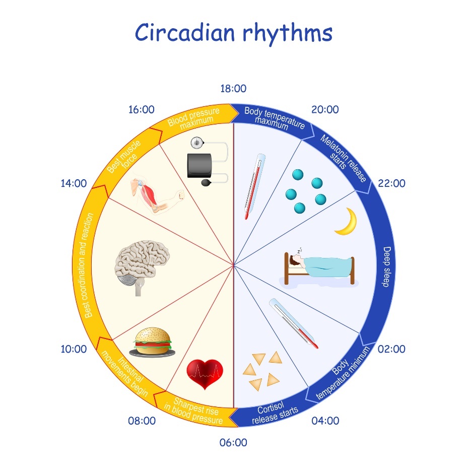 Voorbeeld van circadiaan ritme, melatonine afscheiding en lichaamsfunctie