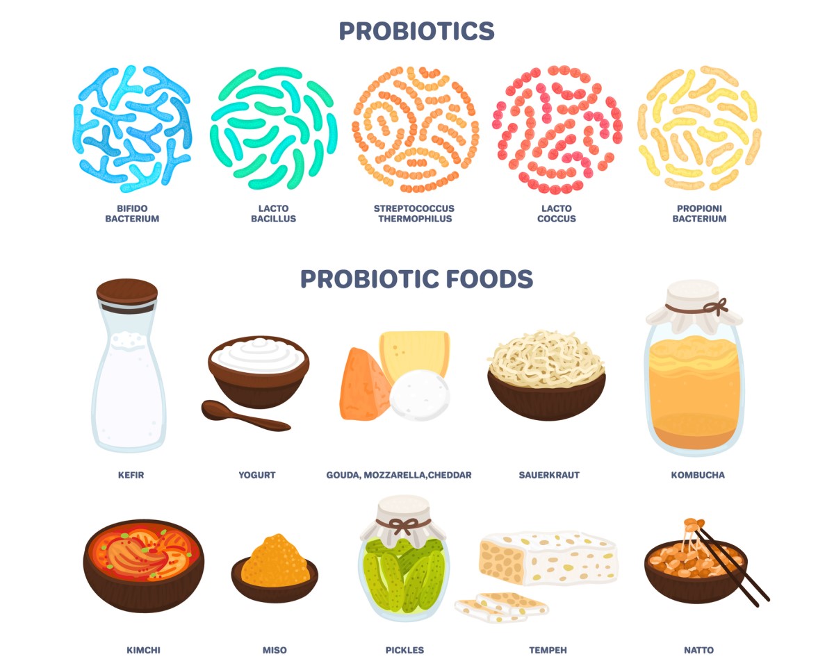 Probiotica: probiotica in de voeding die de bacteriële balans en functie van het spijsverteringskanaal veranderen - kefir, yoghurt, kaas - gouda, mozzarella, cheddar, kombucha, kimchi, augurken, enz.