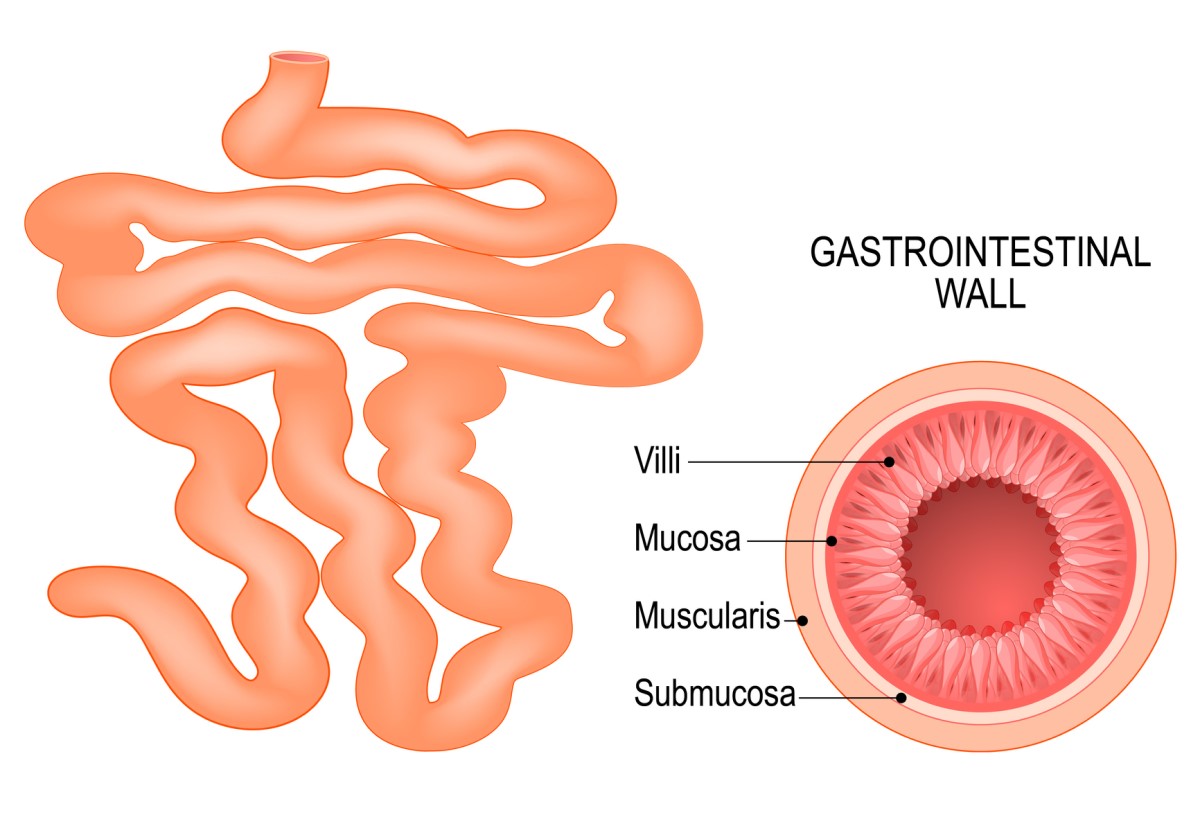 De dunne darm en de samenstelling van de darmwand: villi, mucosa, submucosa en muscularis.