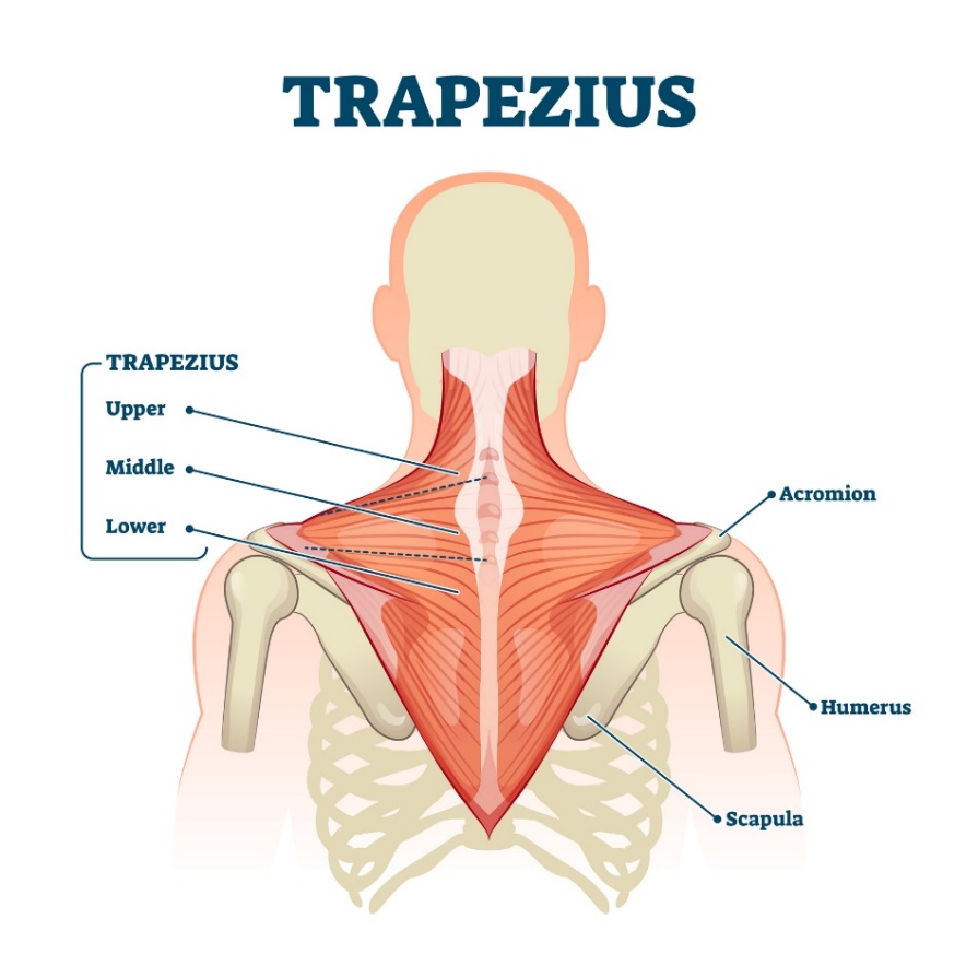 Trapeziusspier (musculus trapezius) - de bovenste, middelste en onderste vezels van de spier. Acromion (het proces van het schouderblad boven het schoudergewricht, Humerus - opperarmbeen, Scapula - schouderblad).