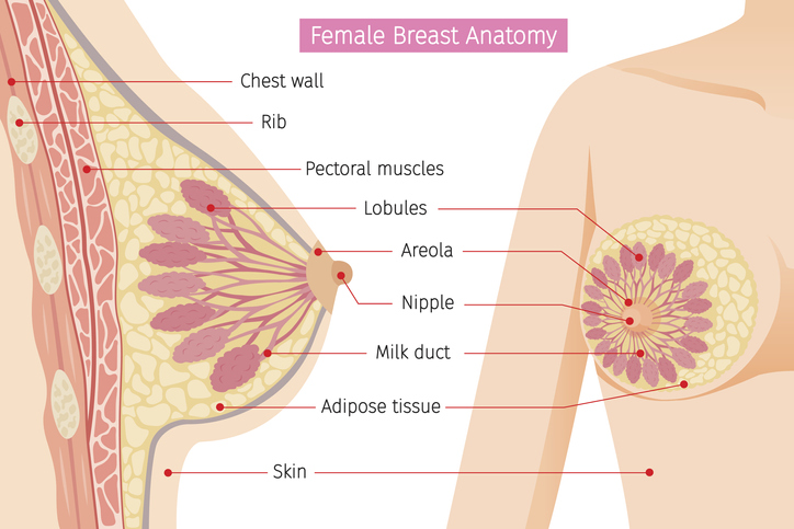 Anatomie van vrouwelijke borsten