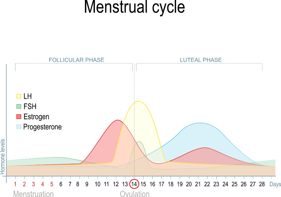 Verandering in geslachtshormoonspiegels tijdens de menstruatiecyclus