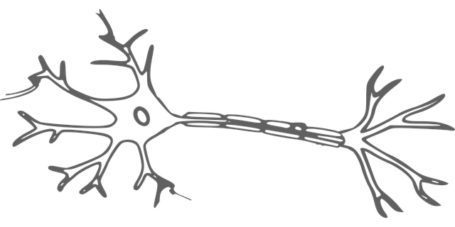 zenuwcel, neuron