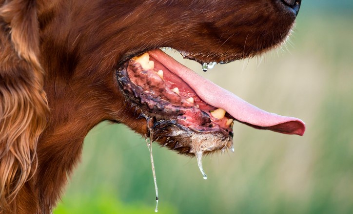 Kwijlen bij een hond, mogelijke overdracht van ziekten zoals hondsdolheid