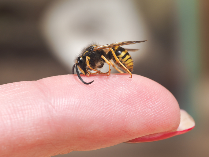 Een wesp die op een vinger zit, een teken van allergie voor insectenbeten