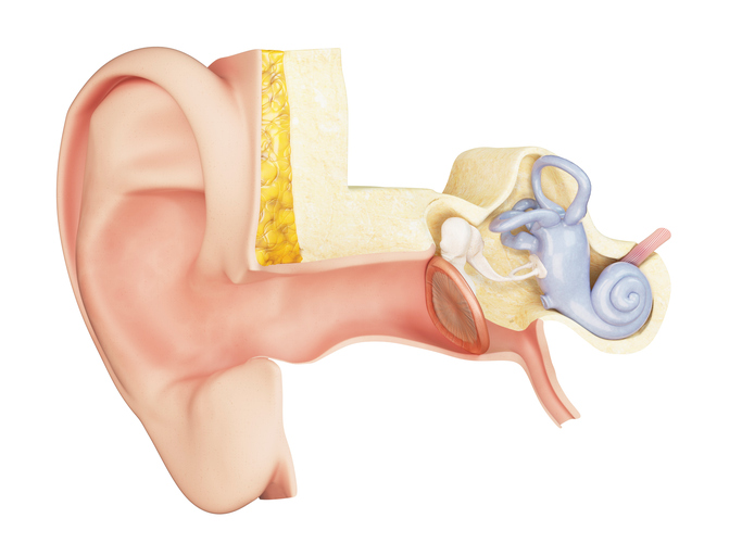 anatomisch beeld middenoor