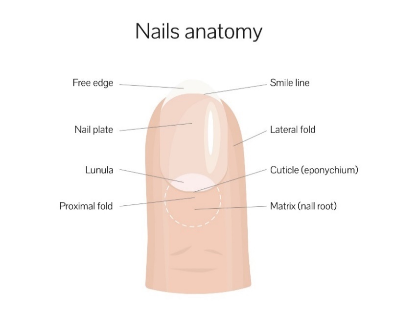 Nagelstructuur: vrije rand, lachlijn, nagelplaat, laterale plooi, lunula, proximale plooi, nagelwortel (matrix)