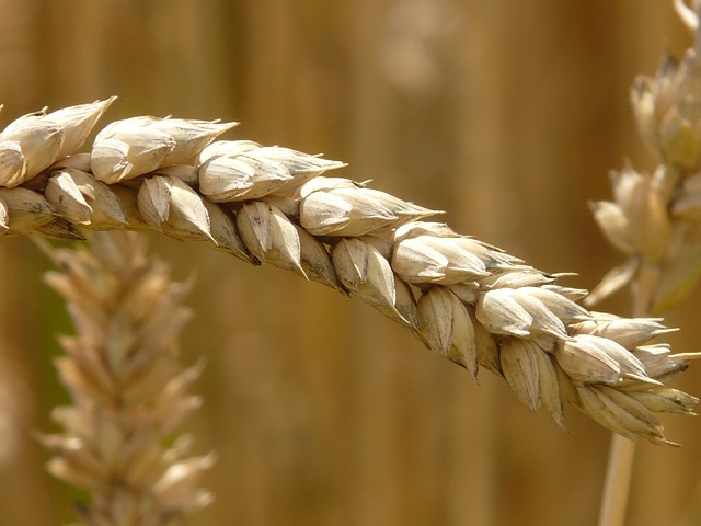 Een kwastje van rogge, dat staat voor glutenintolerantie, oftewel coeliakie