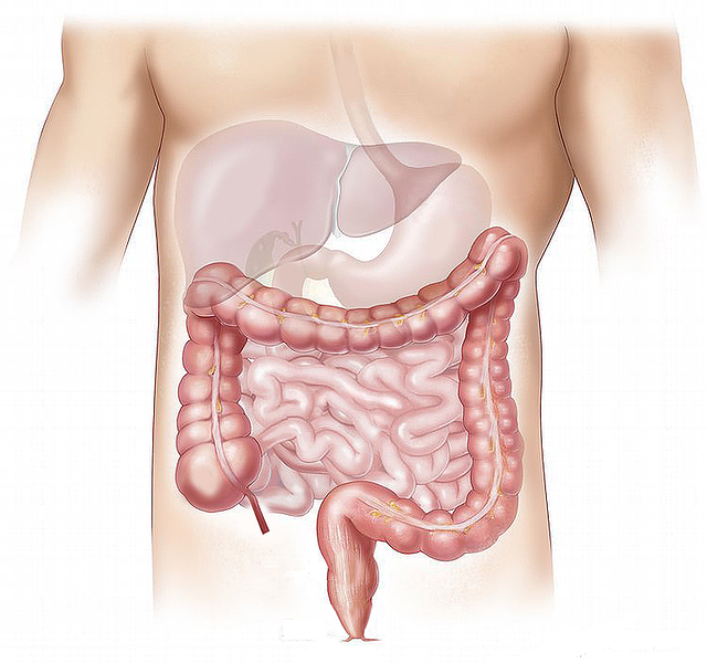 Spijsverteringsproblemen en anatomische weergave van het spijsverteringsstelsel