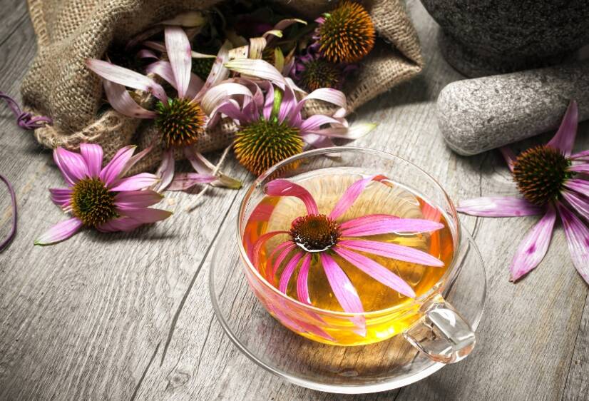 Echinacea en gezondheidseffecten. Natuurlijke immuniteitsondersteuning? + Groei