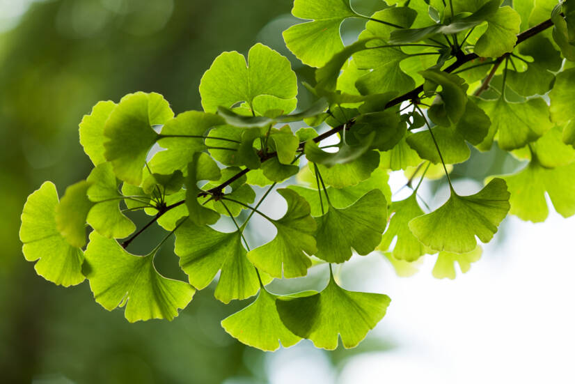 Ginkgo biloba: Wat zijn de gewenste en ongewenste effecten? Bevordert het het geheugen?