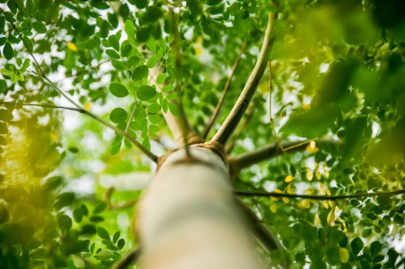 Moringa oleifera: ken je deze eetbare boom? Wat zijn de effecten van moringa?