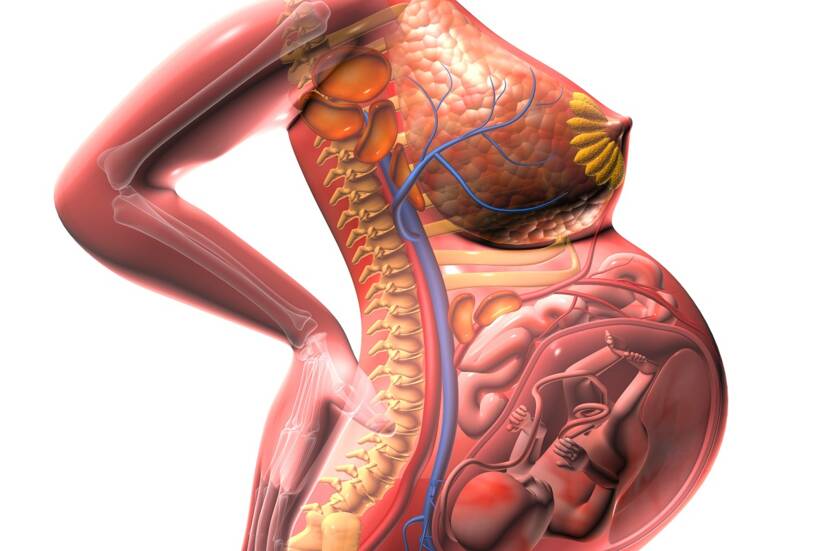 Anatomische weergave van de groeiende baarmoeder en de druk op de omliggende organen. Bron: Getty Images