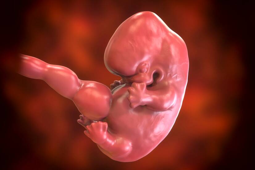 Embryo in de 7e week van de zwangerschap. Bron foto: Getty Images