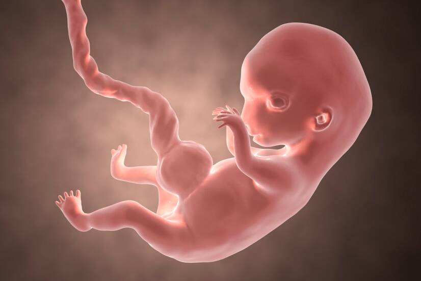 Embryo in de 8e week van de zwangerschap. Bron foto: Getty Images