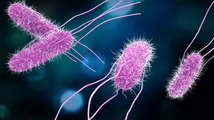 Wat is salmonellose? 3x hoe: hoe ontstaat het, hoe uit het zich, hoe kom je er vanaf?