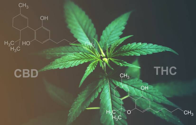 CBD versus THC: Ken je het verschil in effecten en gebruik?