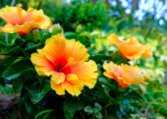 Hibiscus en het gebruik ervan voor de gezondheid? Welke effecten heeft het en welke soorten?