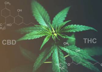 CBD versus THC: Ken je het verschil in effecten en gebruik?