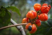 Wat is guarana - paulina? Wat zijn de gewenste en ongewenste effecten?